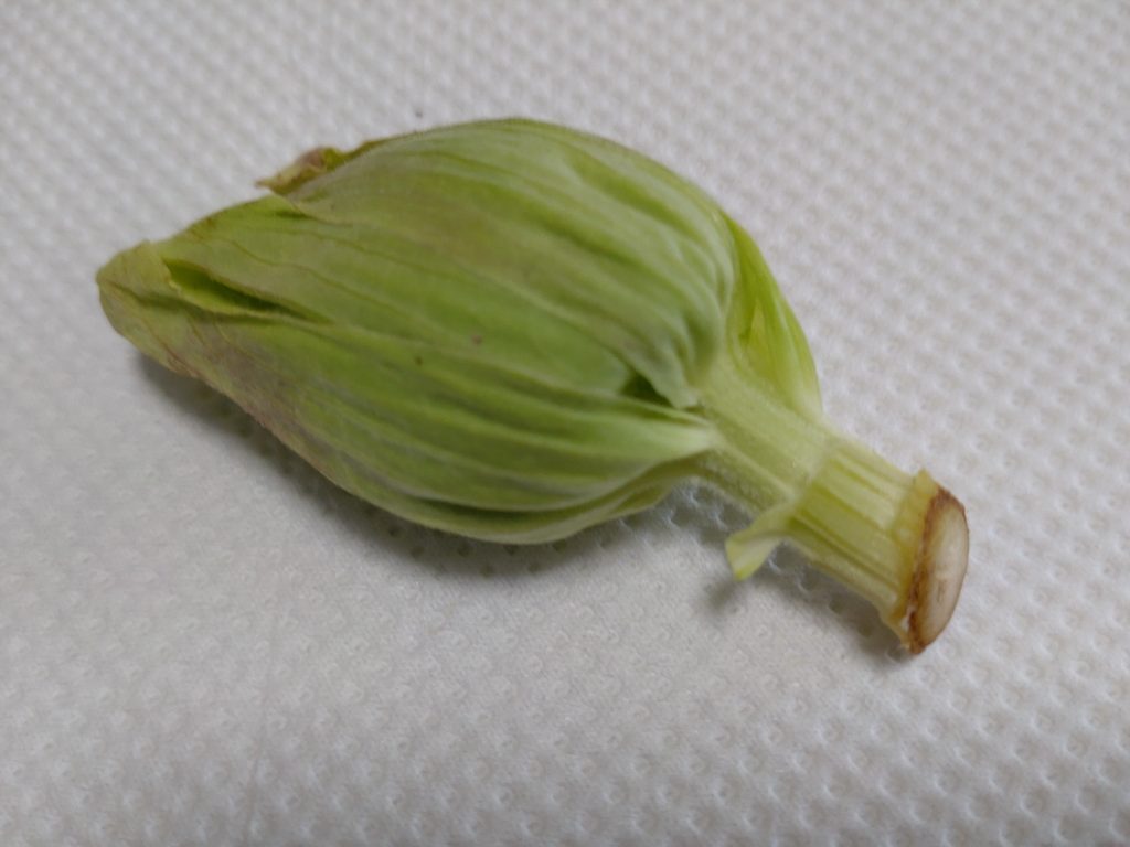 ふきのとう