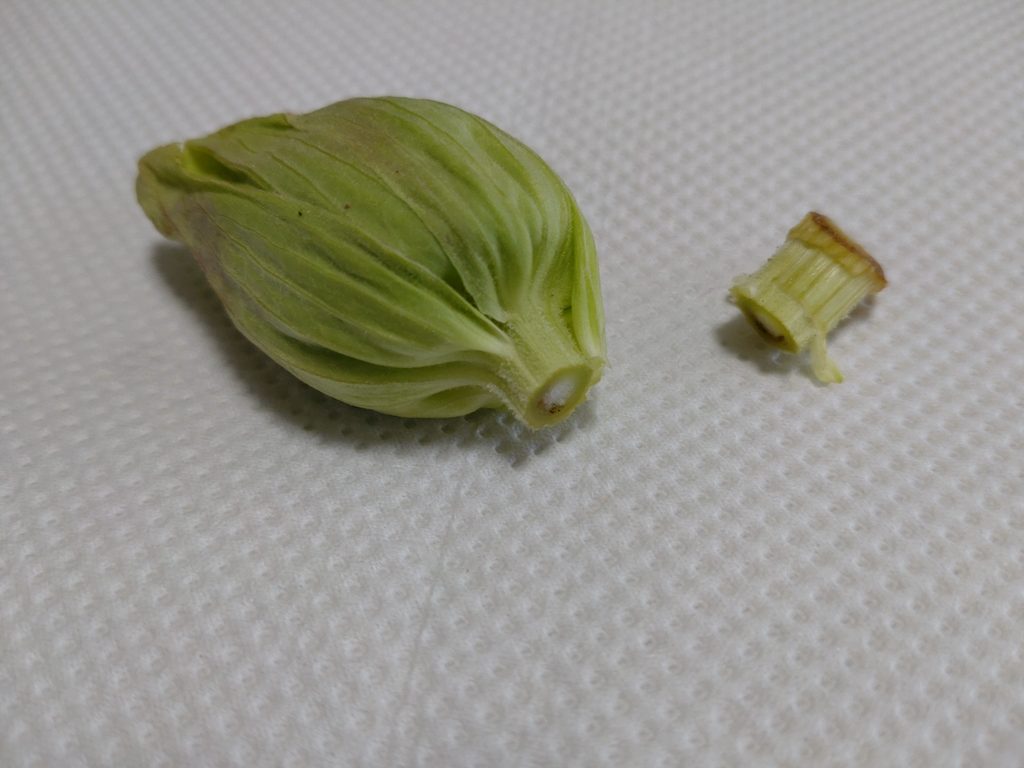 ふきのとう