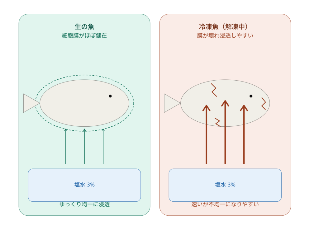 塩分浸透解説図