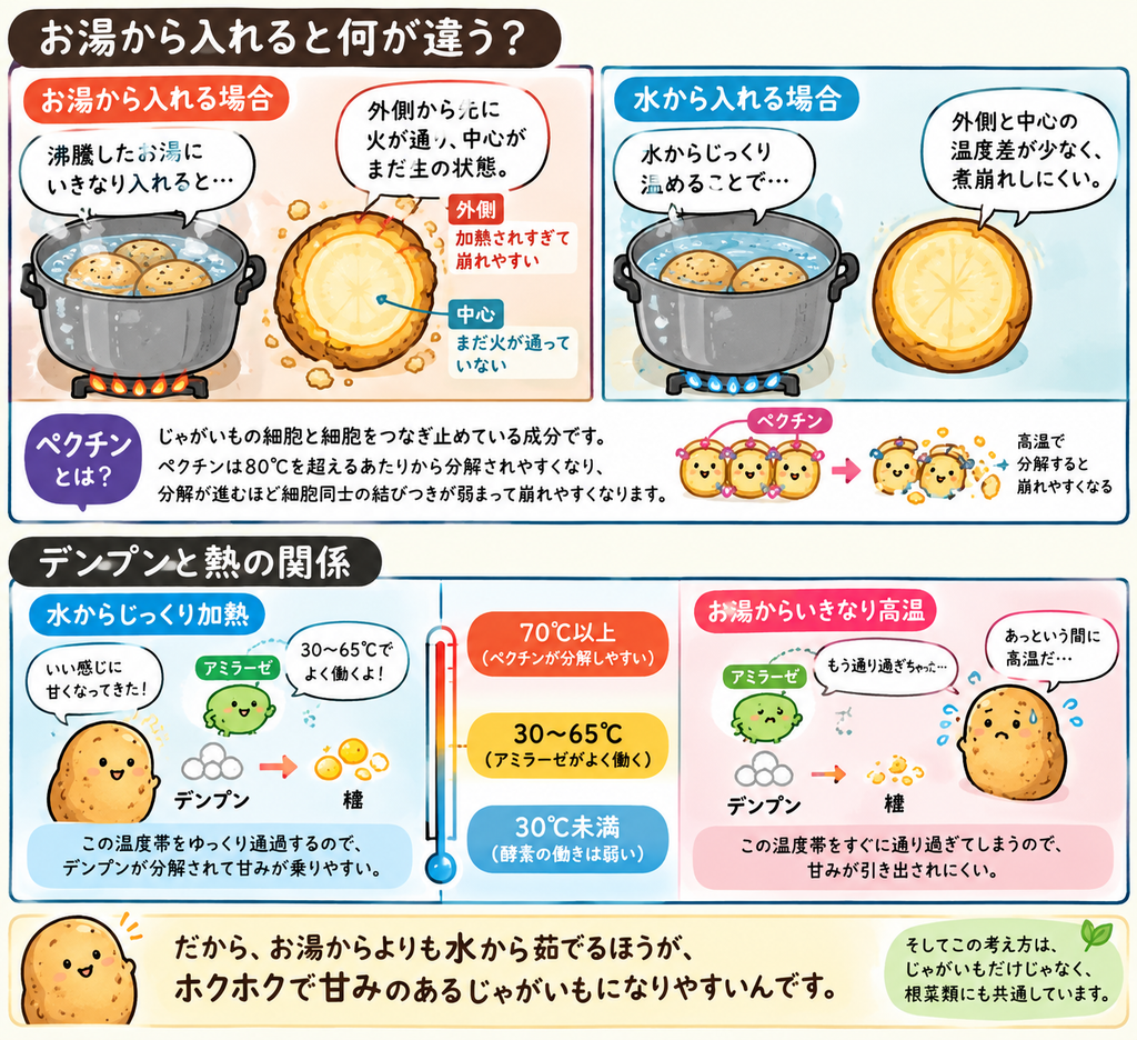 じゃがいもお湯から水から