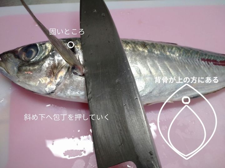 アジの頭を落とす