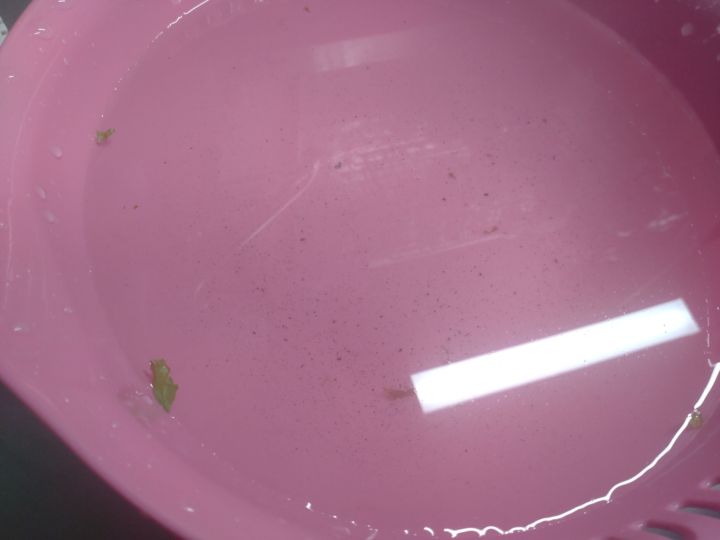 ほうれん草を洗って出た砂
